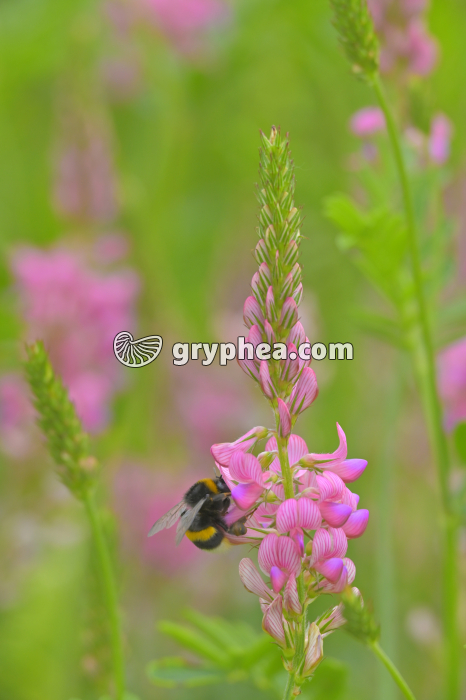 Sainfoin (Onobrychis viciifolia, Fabacée ou Légumineuse) - gryphea.org